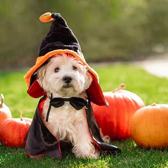Puppy in halloween costume