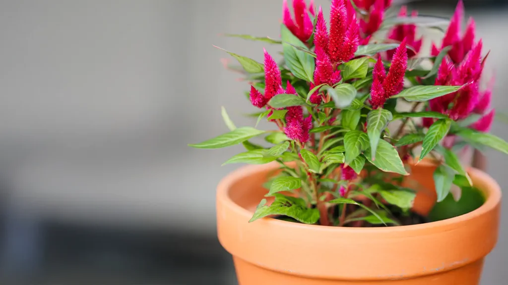 Potted flowers outside of The Outlook at Windhaven
